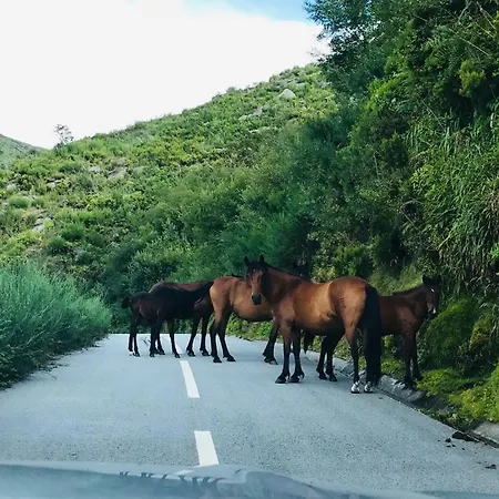 Janelas Da Cabreira *