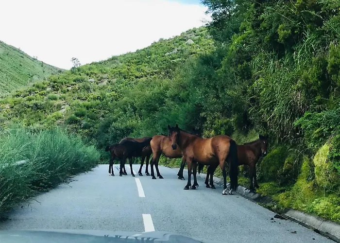 Janelas Da Cabreira *